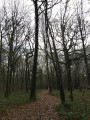 Sentier forestier