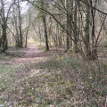 Sentier forestier