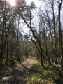 Sentier forestier