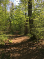 Sentier forestier
