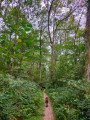 Sentier forestier