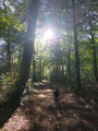 Sentier forestier