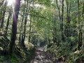 Sentier forestier