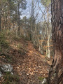 Sentier forestier
