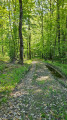 Chemin forestier