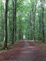 sentier forestier