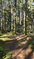 Sentier forestier