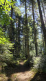 Petite boucle forestière au départ du Col de Mandray