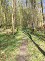 Sentier Forêt Domaniale de La Londe