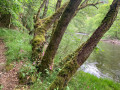 Sentier le long de la Sioule ... Sentier le long de la Sioule ...