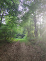 Sentier naturel en retour