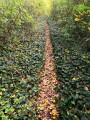 Sentier piétonnier Sentier piétonnier