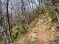 Sentier sous bois entre les balises 112 et 113