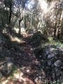 Sentier sous bois