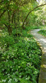 Sentier sur pilotis