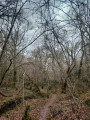 Sentier tortueux