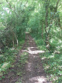 Sentier tunnel naturel