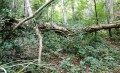 Sentier un peu encombré