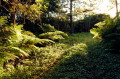 The path is a little overgrown