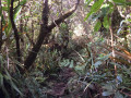 Sentier