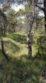sentier