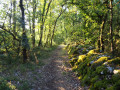 Sentier en sous-bois Sentier en sous-bois