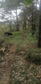 sentier