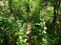 Sentier