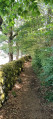 Trail