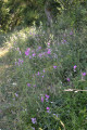 Orchidées Orchidées
