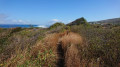 Au plus près du chemin de fer de La Réunion