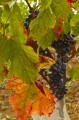 septembre le mois des vendanges septembre le mois des vendanges