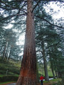 Séquoia du lac du Ternay