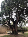 Séquoia du parc municipal de Luc-sur-Mer