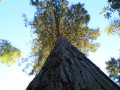 séquoia géant de la hutte