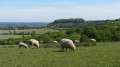 A view of the North Chilterns