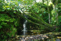 Shavercombe Falls, a Dartmoor Waterfall