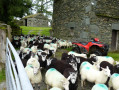 Sheep at Loughrigg Fold