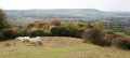 Sheep keeping Brush Hill tidy