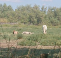 Sieste camarguaise sous les roseaux