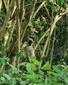 Singe vert &agrave; Pic Paradis
