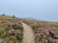 Single track