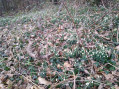 Snowdrops near White House