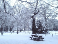 Snowy Barnett Demesne