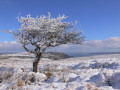 Snowy Divis