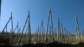 Soleil d'hiver dans les vignes