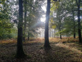 Soleil dans les arbres