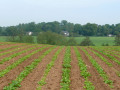 Some lovely Suffolk countryside