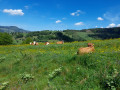 Sommerweide