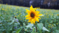 Sonnenblume am Wildpflanzenweg